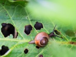 Pest control services software revolutionizing efficiency