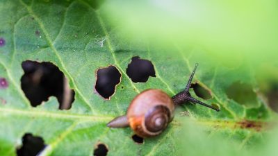 검정 벌레의 비밀: 종류, 생태 및 퇴치 방법