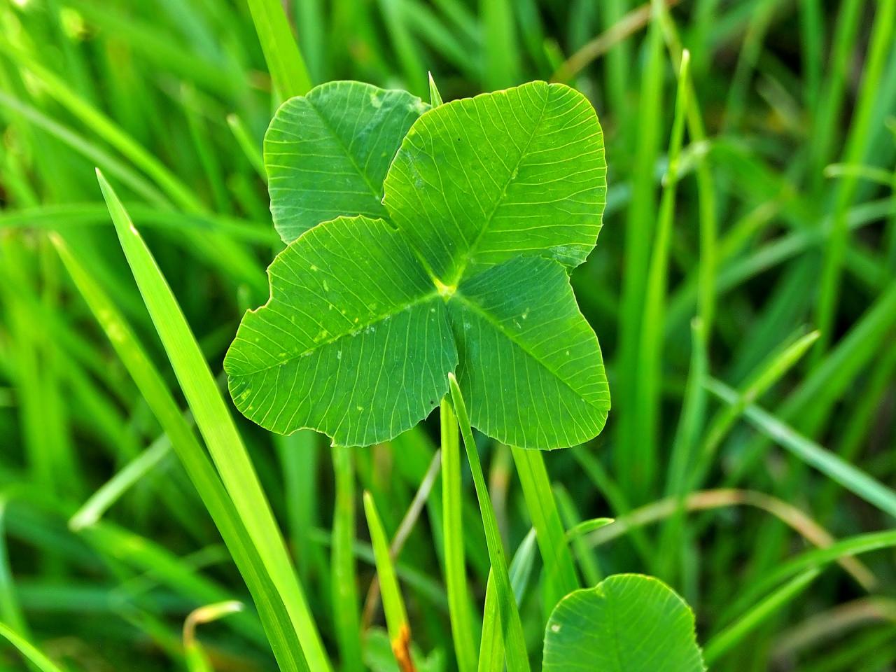 Why We Love Clover | Midwest Grows Green Why We Love Clover | Midwest Grows Green