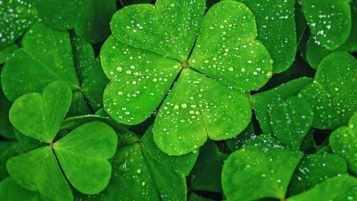 Download Beautiful Four Leaf Clover Macro Photograph | Wallpapers.com