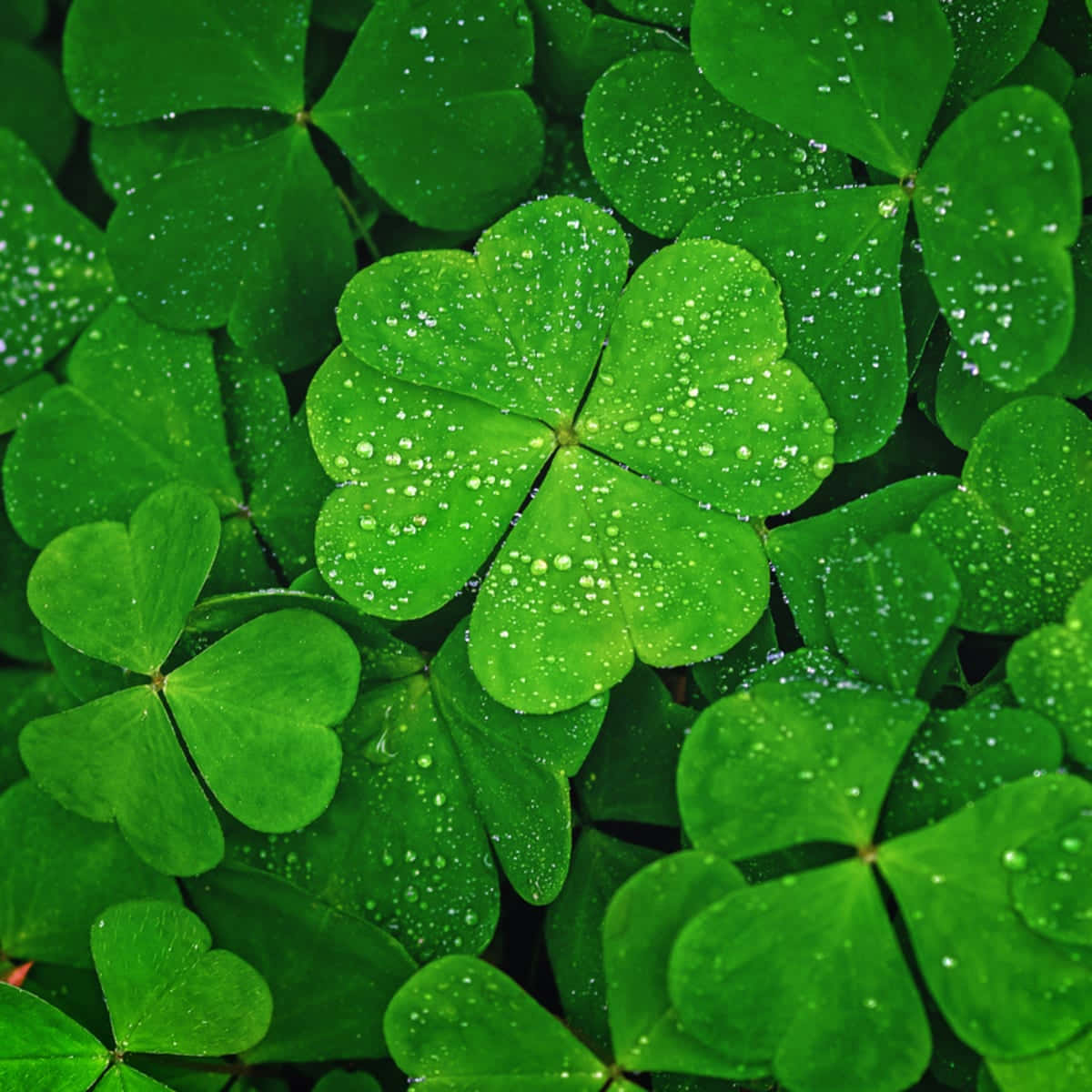 Download Beautiful Four Leaf Clover Macro Photograph | Wallpapers.com Download Beautiful Four Leaf Clover Macro Photograph | Wallpapers.com