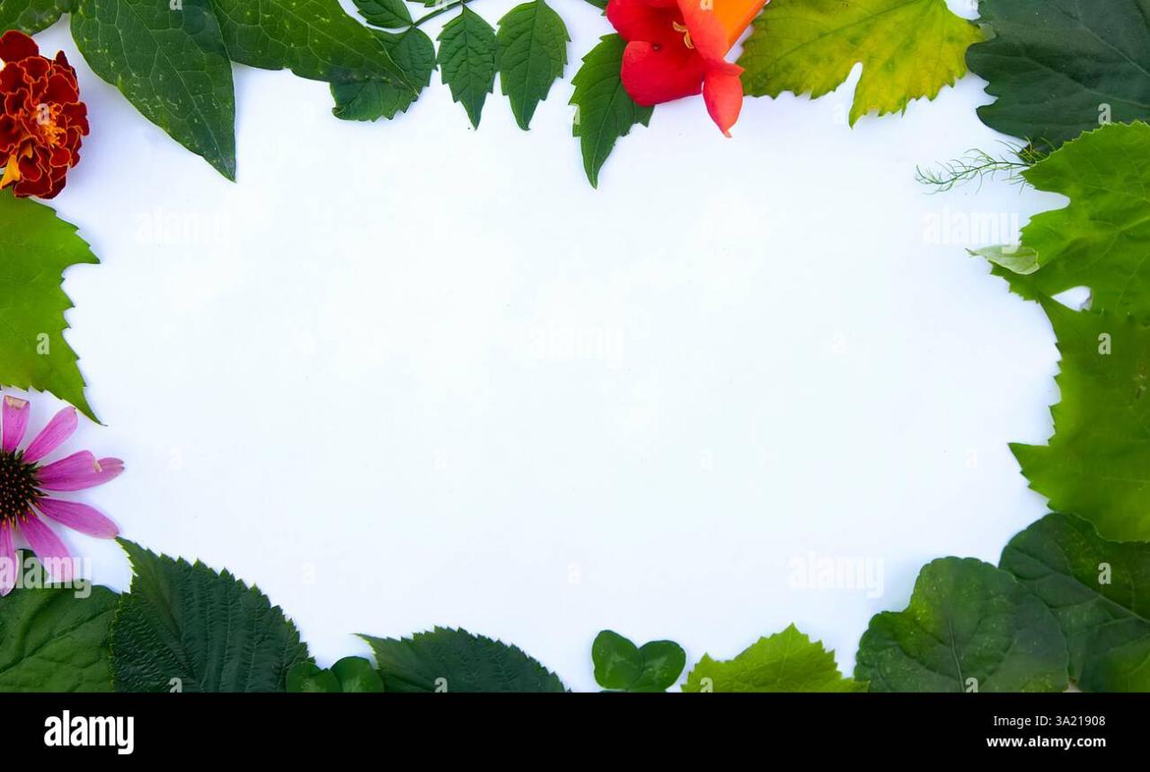 Floral background top view hi-res stock photography and images - Alamy