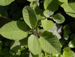 Sage Sustainable Electronics For A Greener Future