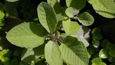 無料の写真: セージ, ハーブ, 薬用植物, ツルニチニチソウ, 緑, 葉, 緑の葉 - Pixabayの無料画像 - 784461