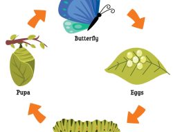 Life Insurance No Health Exam For Peace Of Mind